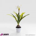 Pianta decorativa Amarillide D30xH78 cm
