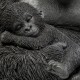 962 KA51931_c Figura Gorilla cuddle 31x33x40h