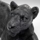 962 KA52818_d Figura decorativa Leone nero 113x 58x40h