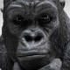 962 KA52872_b Oggetto decorativo Thinking Gorilla Head 49cm