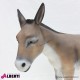 963 PLA285_b Asino 145x174
