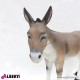 963 PLA285_c Asino 145x174