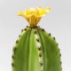 Cactus deco giallo Flower7x7x27cm